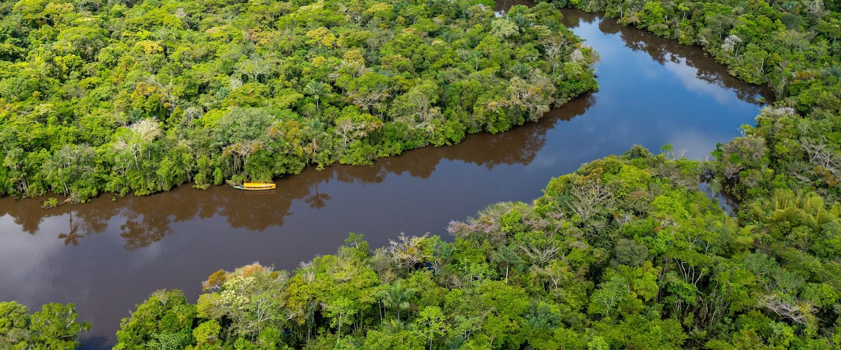 A river winding through a dense, green forest with a small bridge.