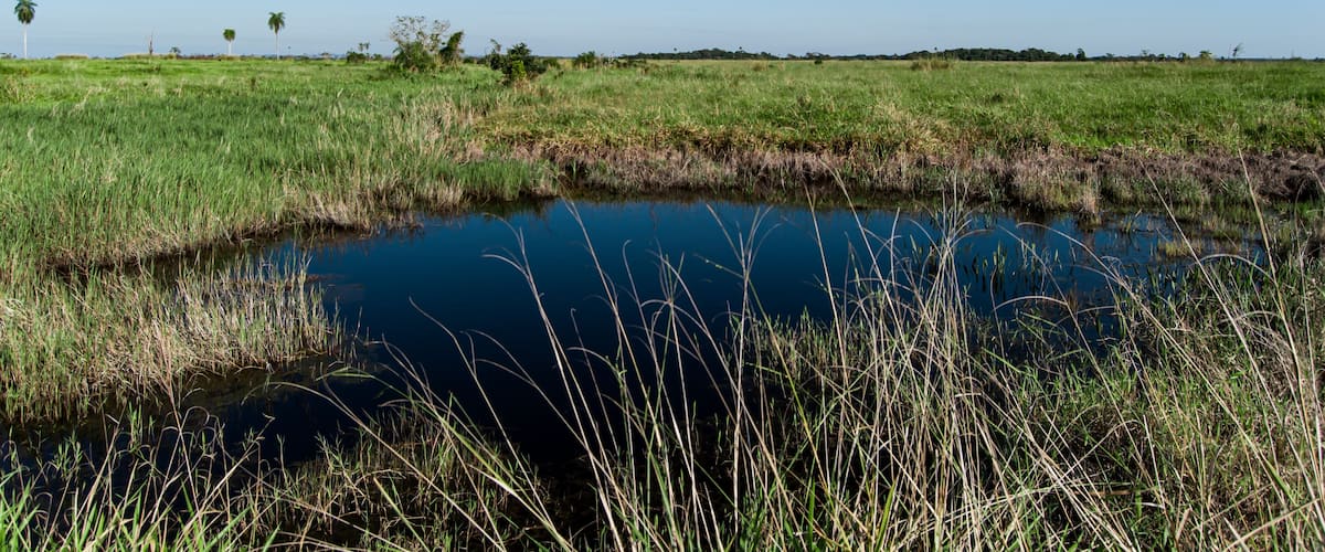 A grassy field with a small pond and distant palm trees under a clear blue sky.