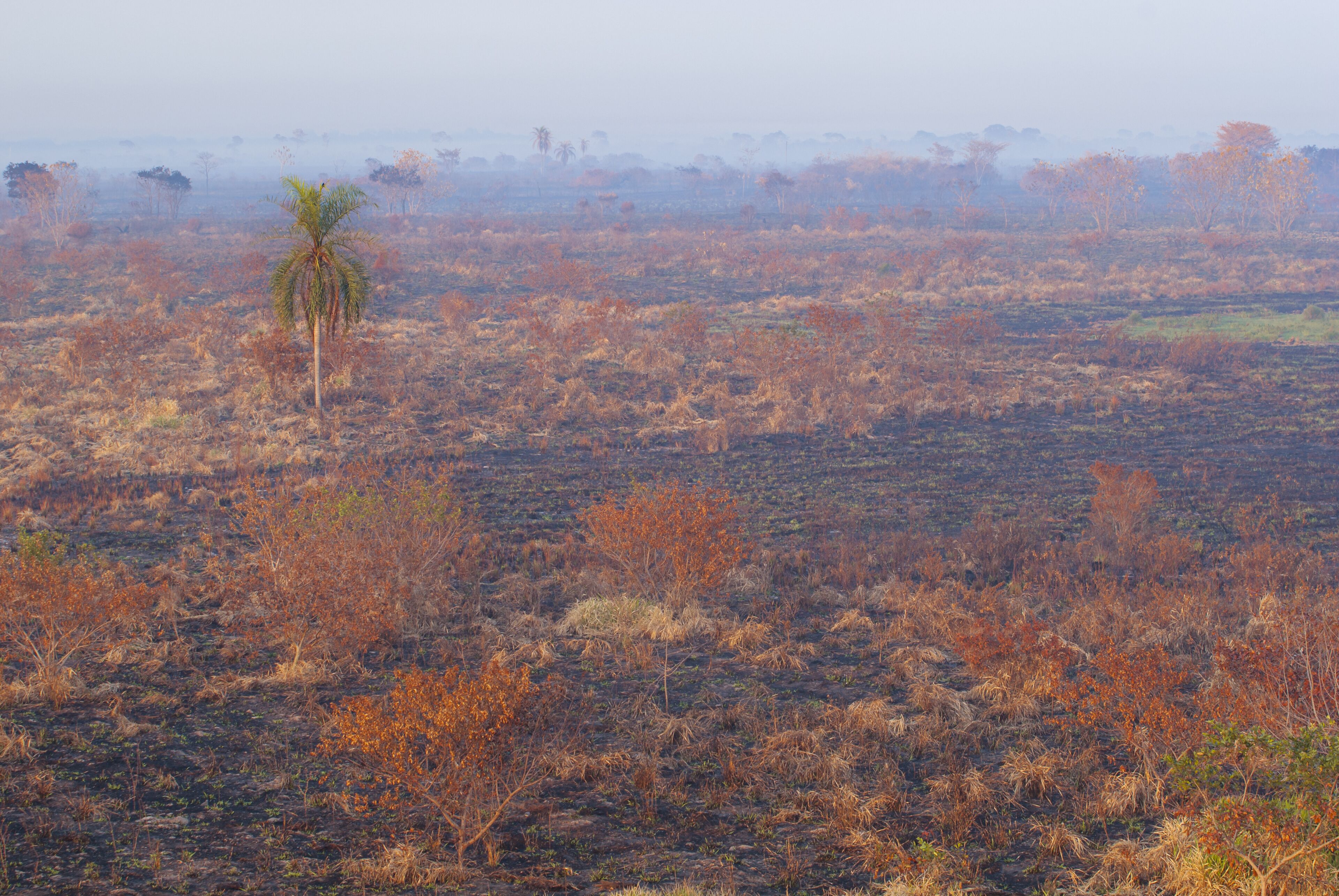 Landscape burned after forest fire in the Ivinhema River Floodplains State Park, Mato Grosso do Sul, Midwest of Brazil