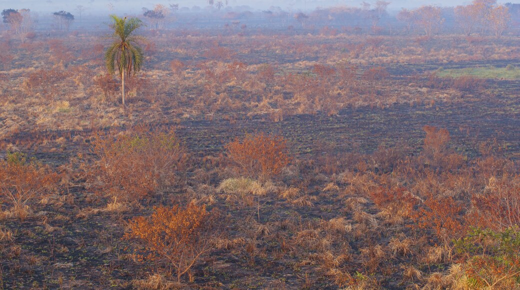Landscape burned after forest fire in the Ivinhema River Floodplains State Park, Mato Grosso do Sul, Midwest of Brazil