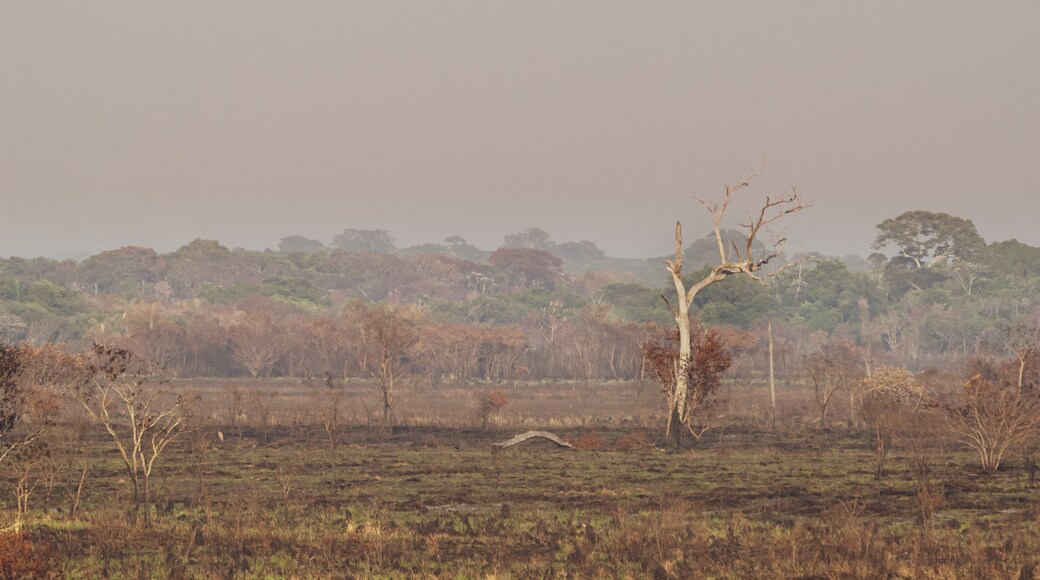 Landscape burned after forest fire in the Ivinhema River Floodplains State Park, Mato Grosso do Sul, Midwest of Brazil