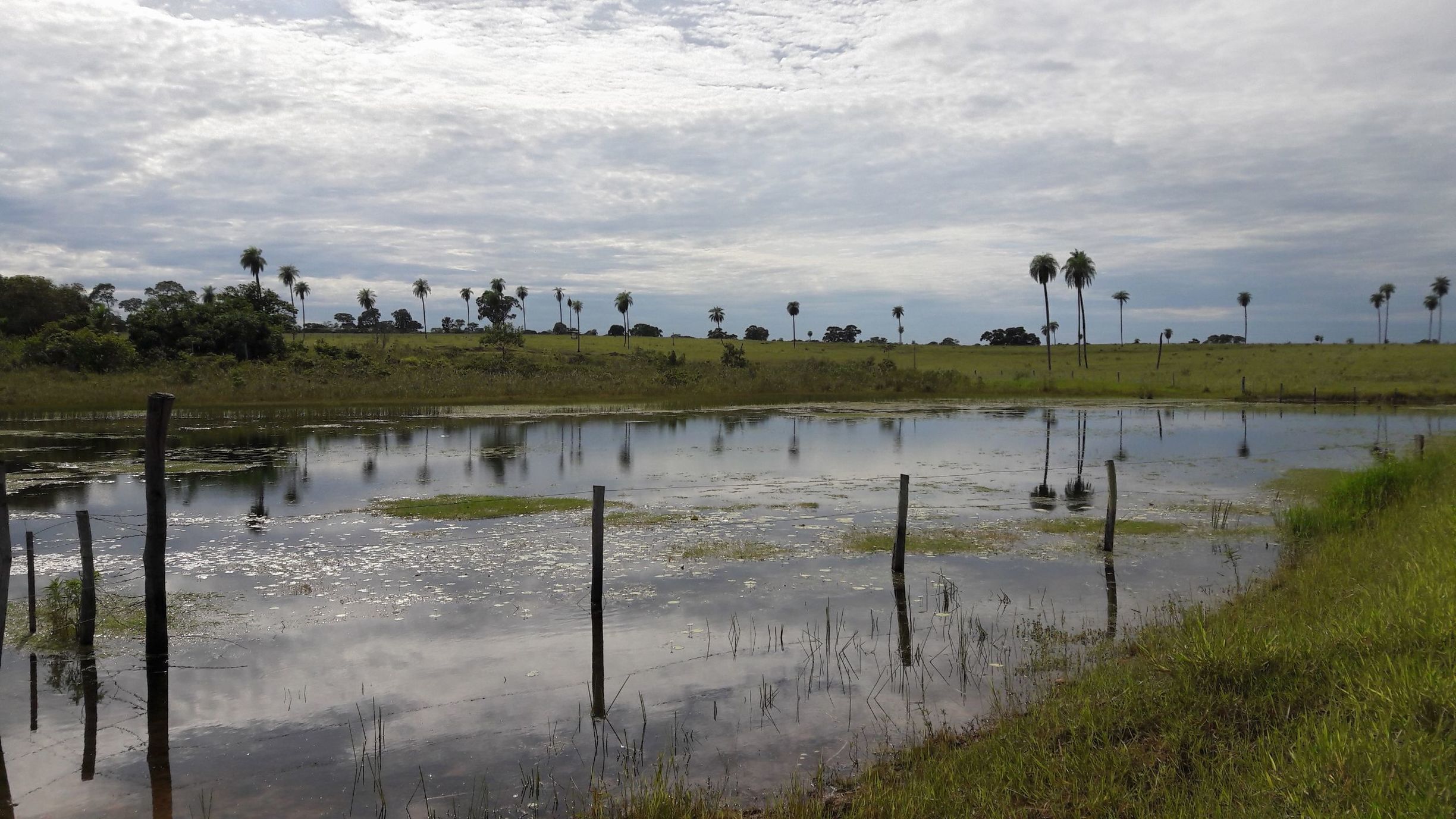 A flooded field with palm trees and a cloudy sky.