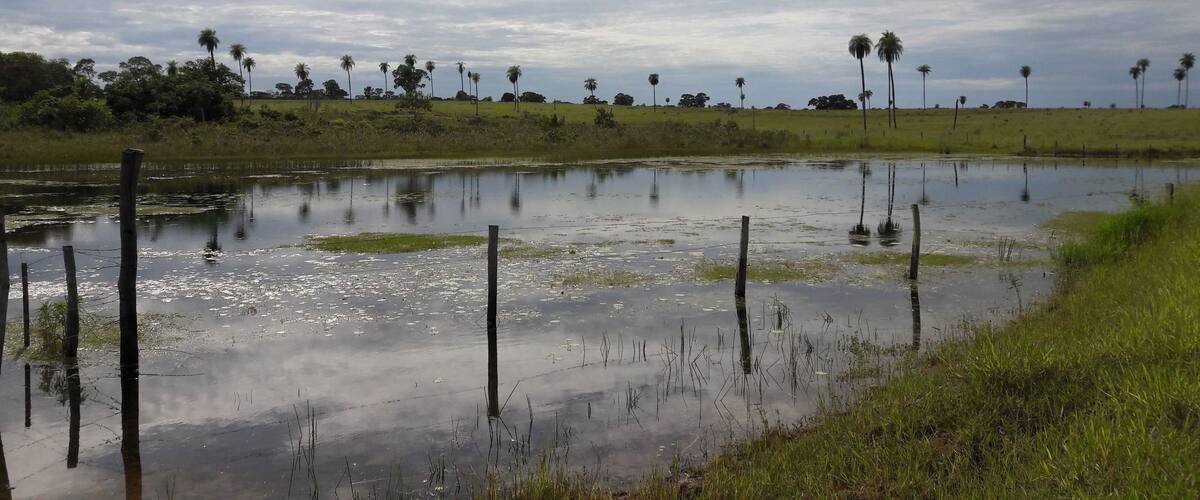 A flooded field with palm trees and a cloudy sky.