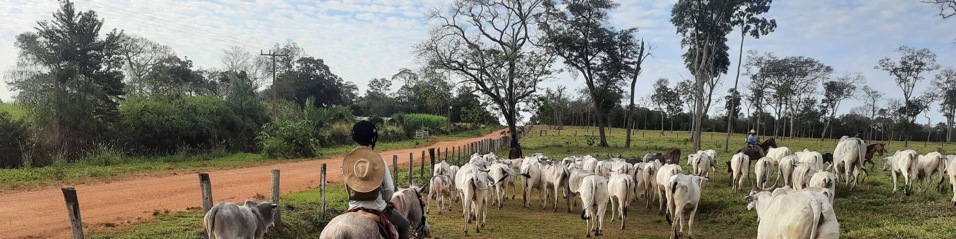 simulação de comitiva pantaneira no pantanal de mato grosso do sul