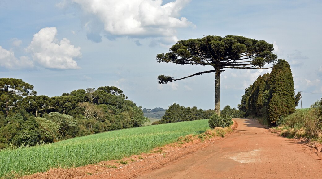 Nature scene of a pinheiro tree made in Brazil Parana