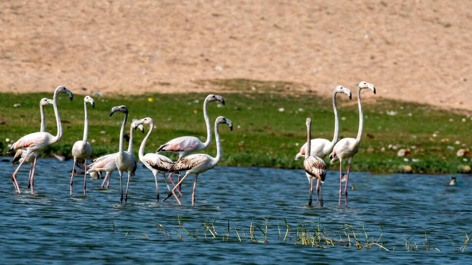 A group of flamingos standing in shallow water near a sandy shore.