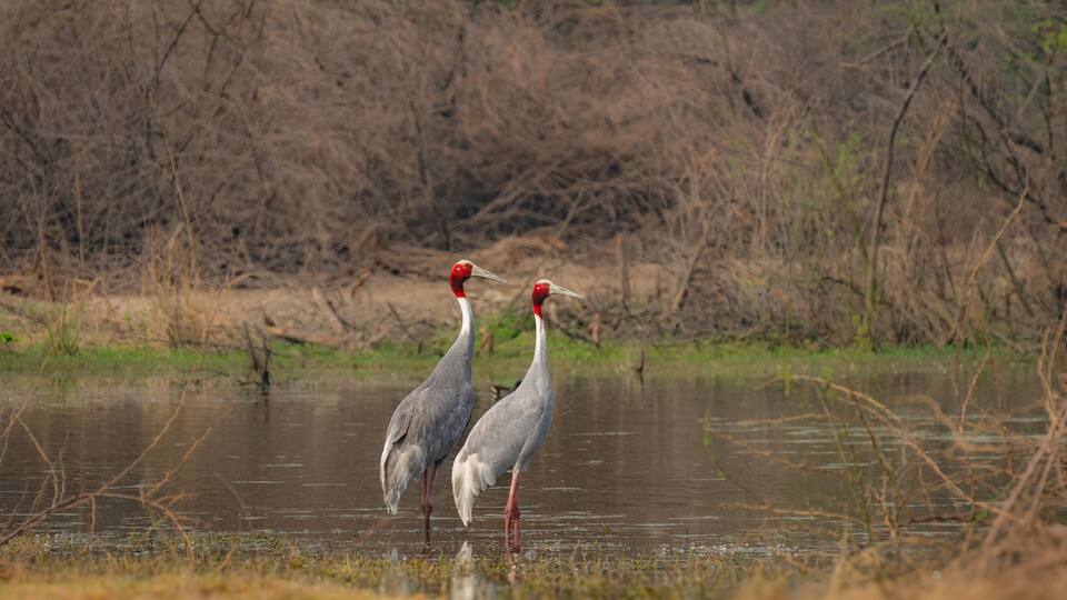 Two birds standing in shallow water with a dry, leafless landscape in the background.