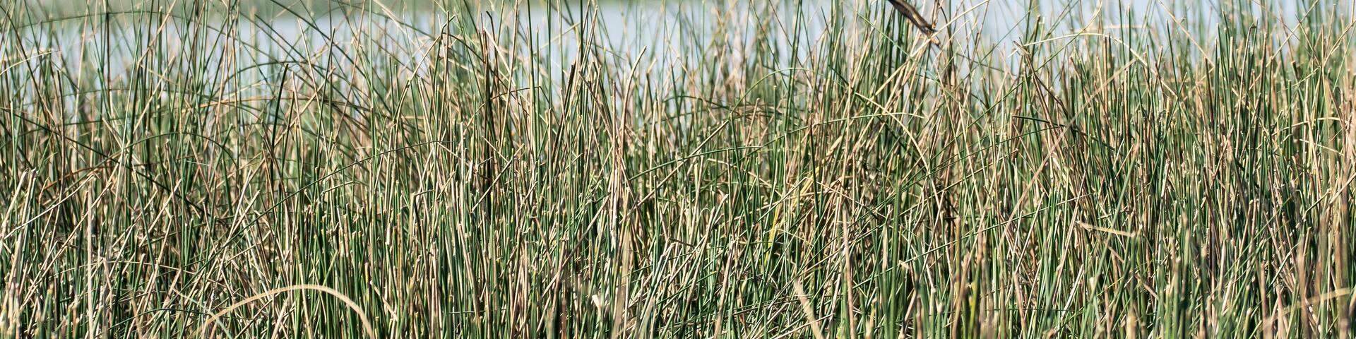 A purple heron taking off from reeds in the marshy land inside Nalsarovar Bird Sanctuary during a boating inside the sanctuary