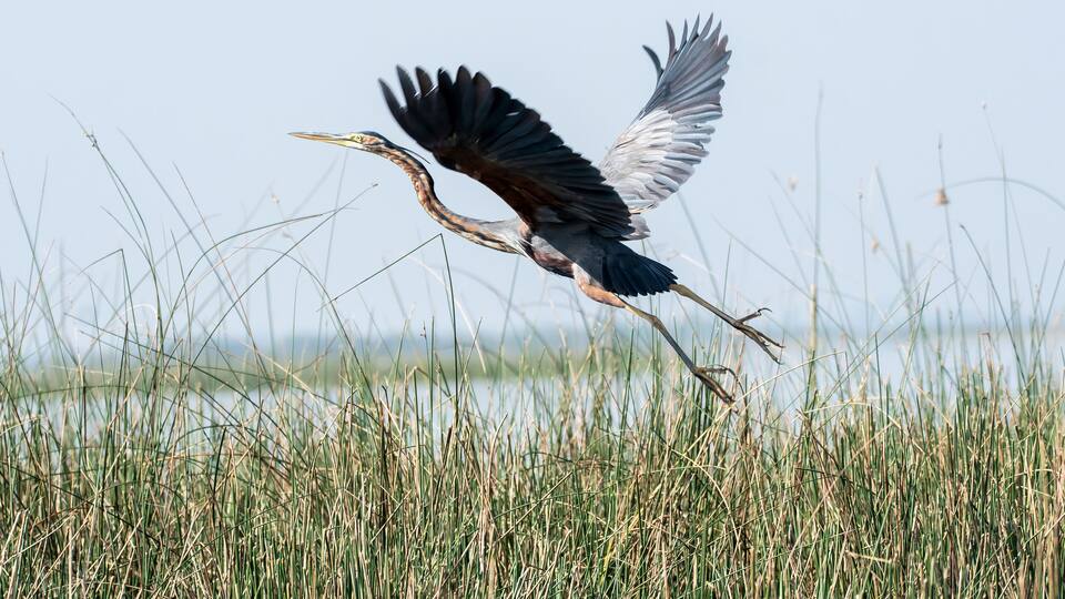 A heron in flight over a marshy area.