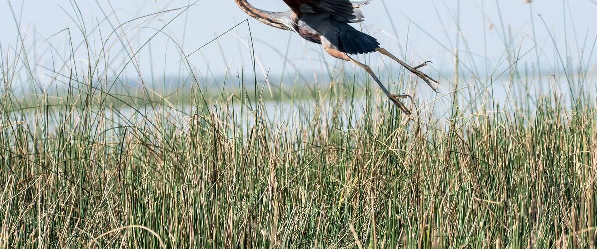 A heron in flight over a marshy area.