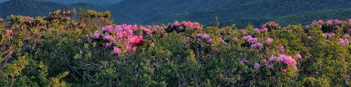 It is time to see the magnificent spring rhododendron bloom color the Blue Ridge Parkway. Don't miss Craggy Gardens summit!