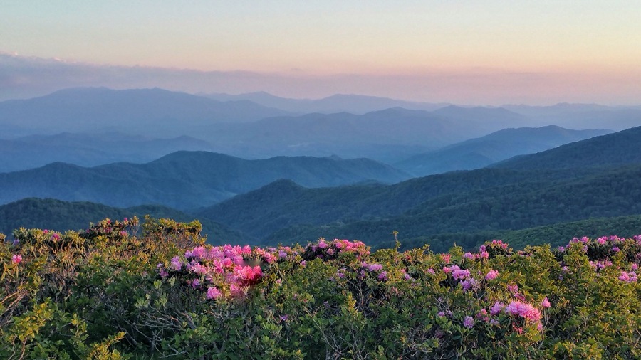 It is time to see the magnificent spring rhododendron bloom color the Blue Ridge Parkway. Don't miss Craggy Gardens summit!