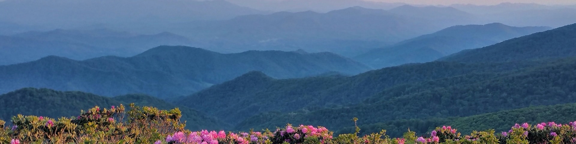 It is time to see the magnificent spring rhododendron bloom color the Blue Ridge Parkway. Don't miss Craggy Gardens summit!