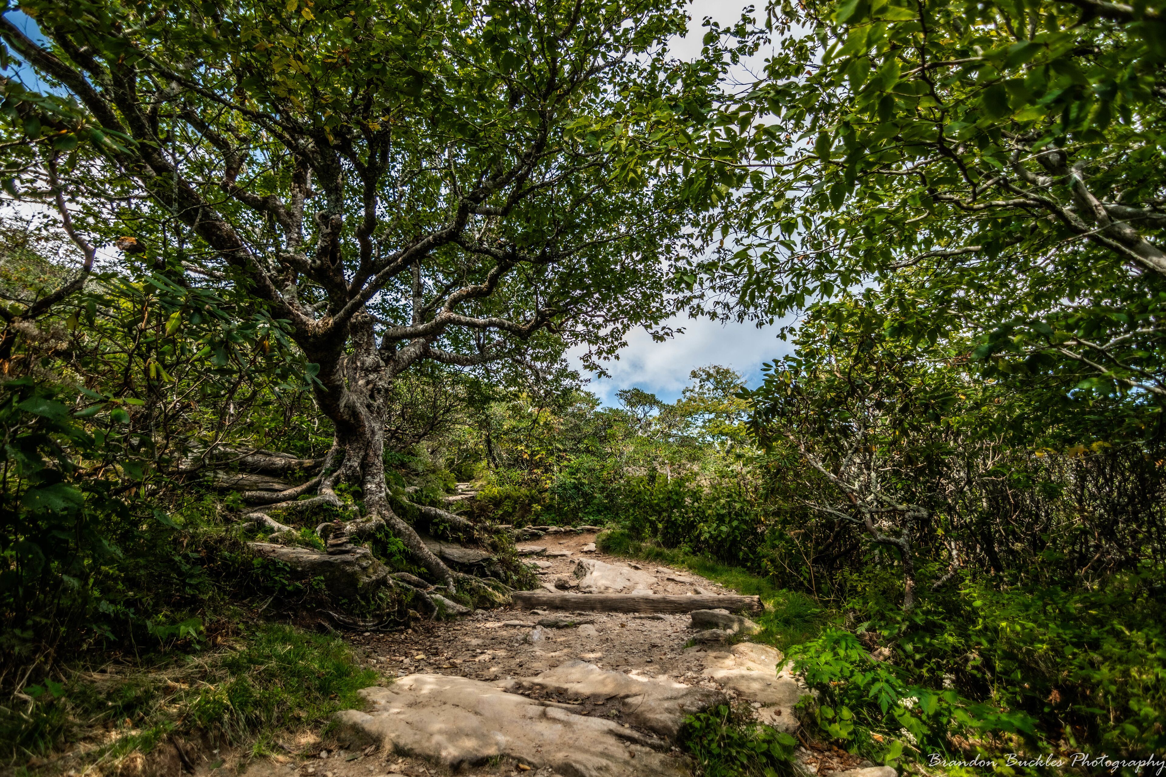 The foliage along the Craggy Pinnacle hike is spectacular.

#MyBackyard
#craggypinnacle
#foliage
#tree
#hike
#blueridgemountains
#blueridgeparkway
#bernardsville
#northcarolina
