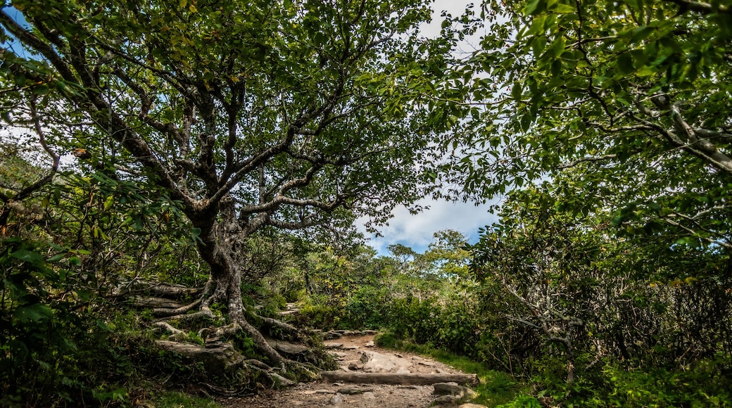 The foliage along the Craggy Pinnacle hike is spectacular.
#MyBackyard
#craggypinnacle
#foliage
#tree
#hike
#blueridgemountains
#blueridgeparkway
#bernardsville
#northcarolina