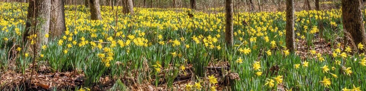 An almost magical spot inside the Linville Gorge. Very difficult to reach (the hike is brutal!) but it is worth seeing the 10,000+ daffodil's in bloom as this spot only shares its secret for a couple of weeks each year. For a video guide of the hike to Daffofil Flats, please visit: https://www.hdcarolina.com/episode/daffodil-flats