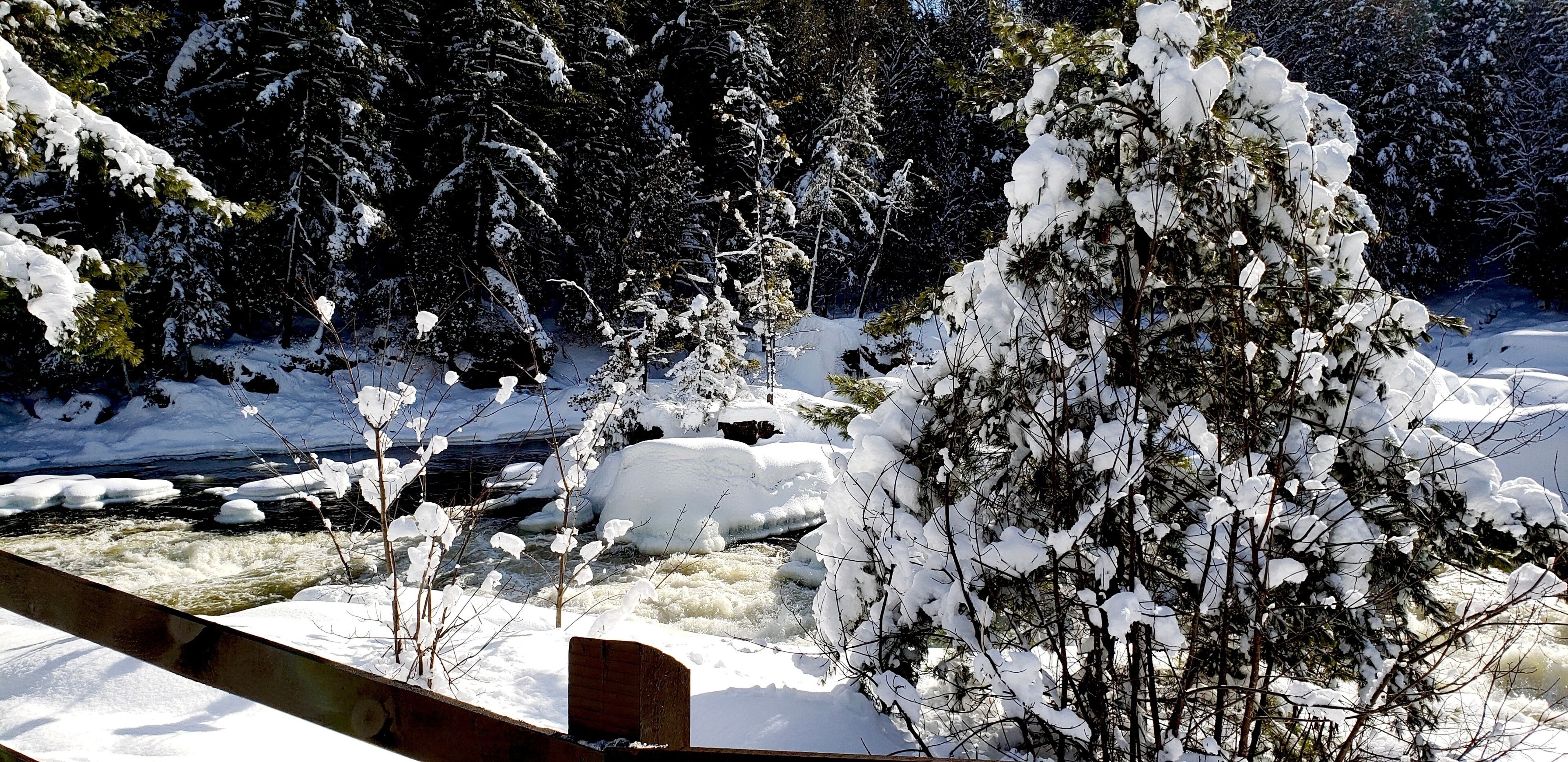 A snow-covered forest with a river flowing through it.