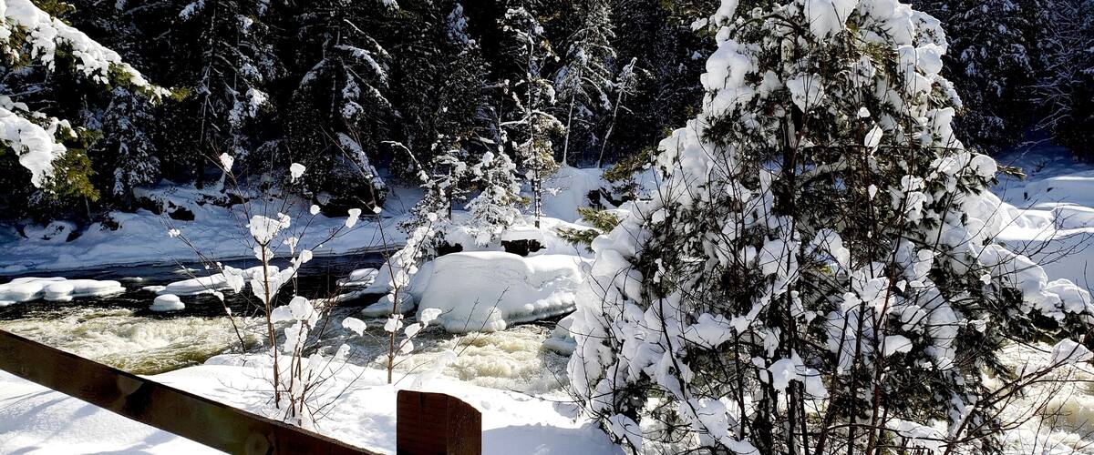 A snow-covered forest with a river flowing through it.