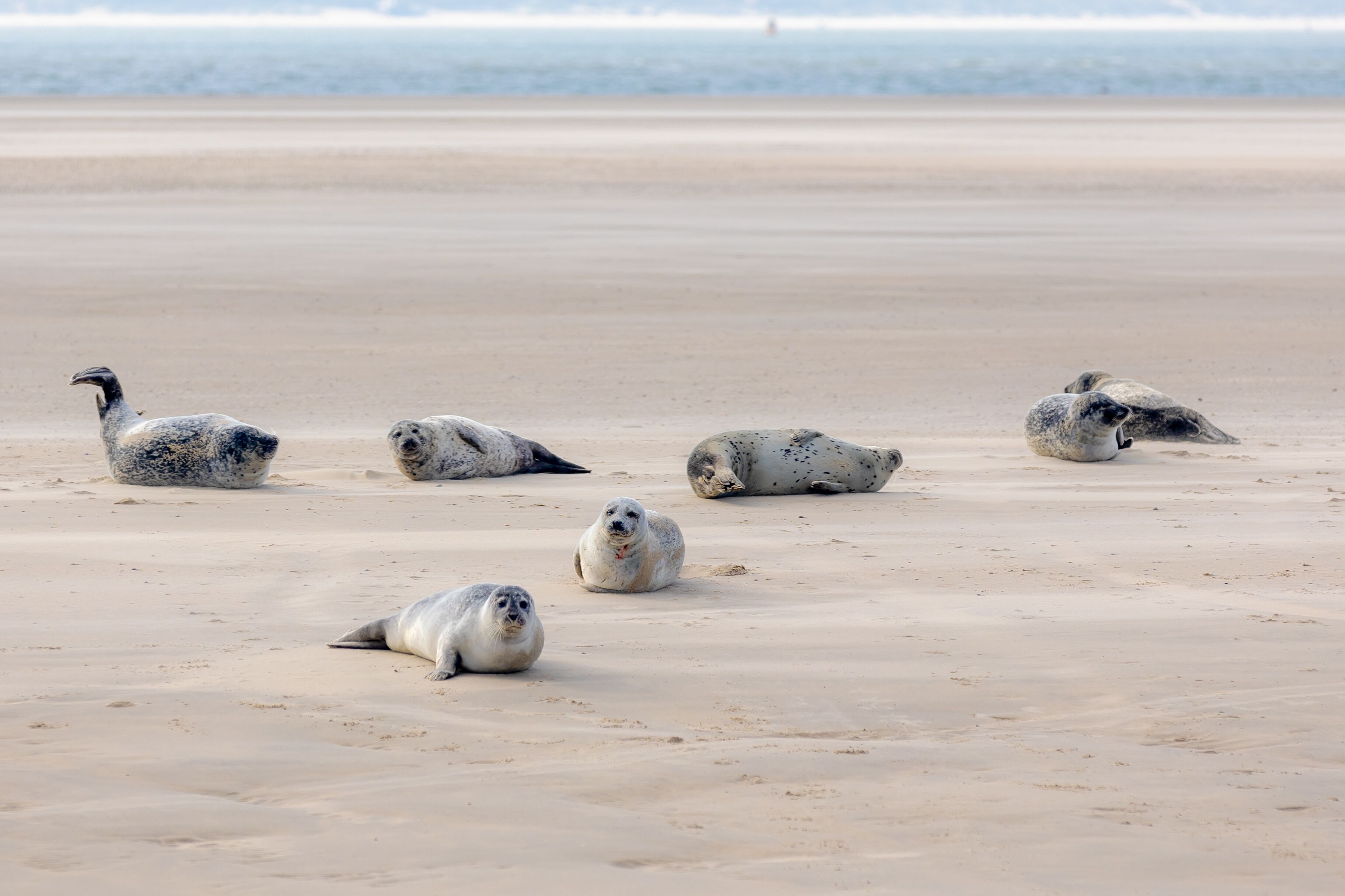 Uma praia arenosa com cinco focas descansando.