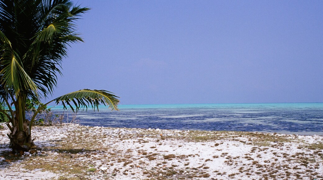 ์นด๋ฐ๋ผํฐ