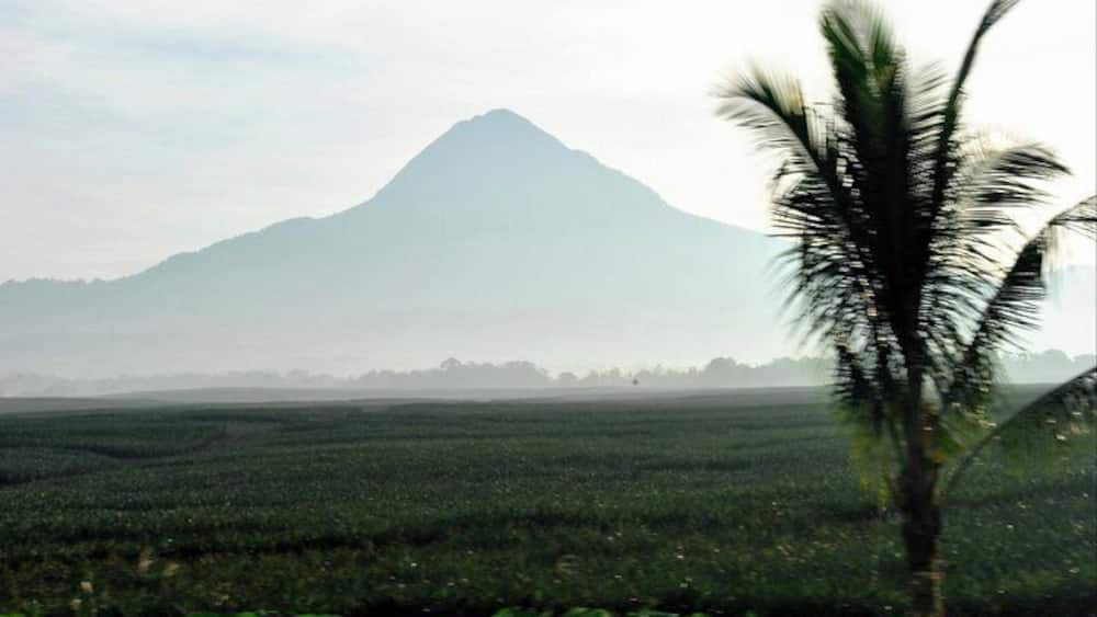 DOLE pineapple fields...