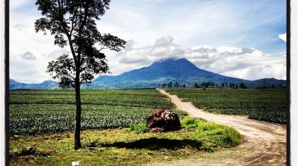 Mt. Matutum Volcano (Dole Cannery Pineapple Plantation on its facade) #volcano #landmark #plantation #mountain