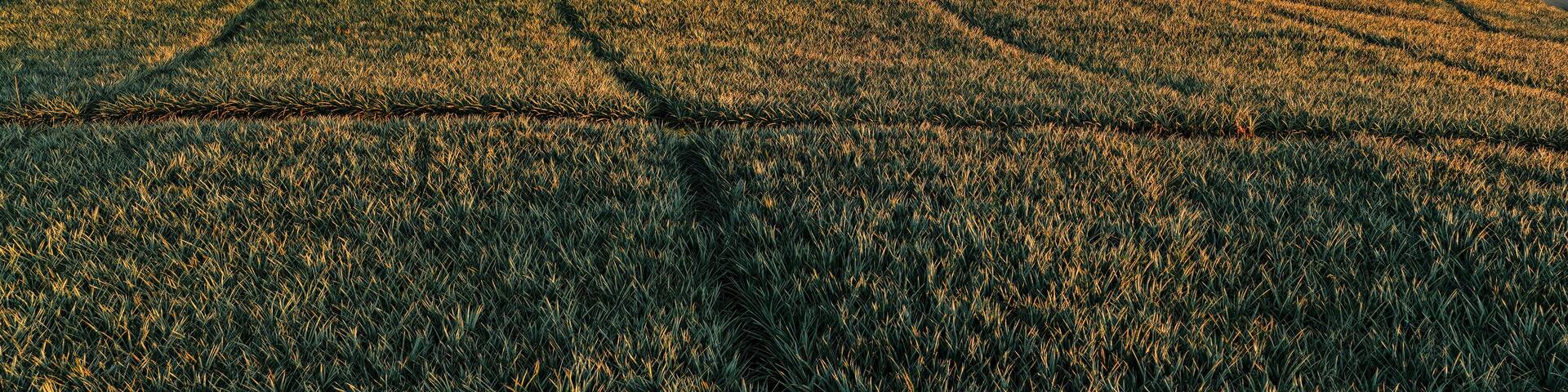 Aerial view of the majestic Mount Matutum towering over the expansive pineapple fields, casting long shadows in the golden light, Polomolok, SOCCSKSARGEN, Philippines.
