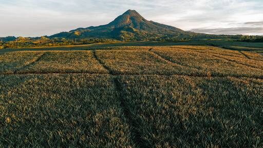 Aerial view of the majestic Mount Matutum towering over the expansive pineapple fields, casting long shadows in the golden light, Polomolok, SOCCSKSARGEN, Philippines.