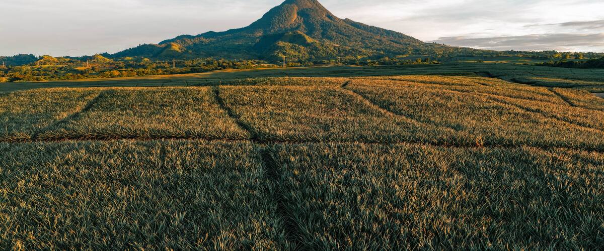 A mountain with a clear sky and a field in the foreground.