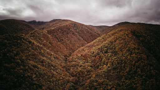 extreme forest from aerial view in autumn