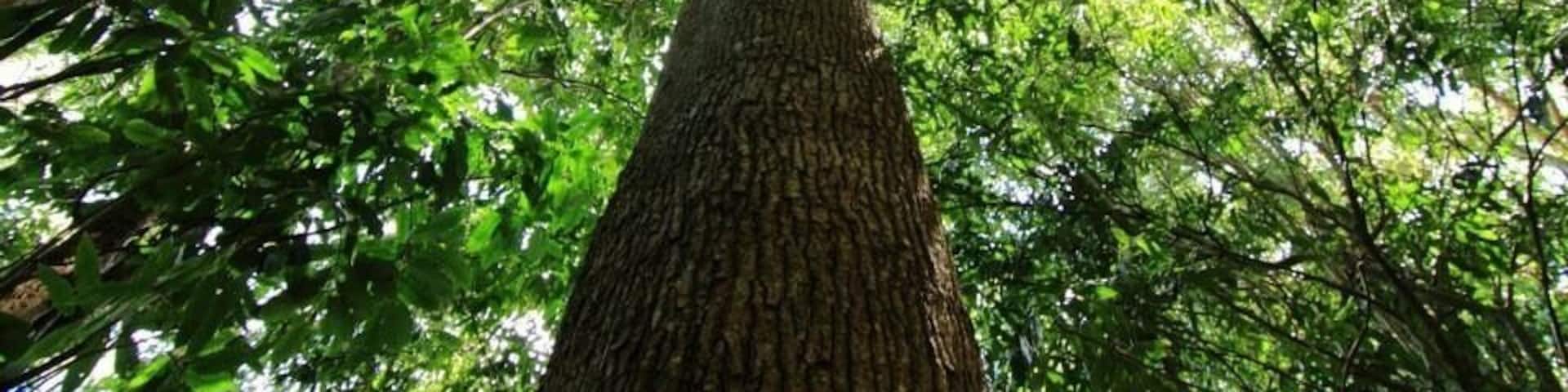 I had the pleasure of being involved with the Save the Ormeau Bottle Tree association a few years ago and was taken to a special spot to see this magnificent fellow. It's a 60+ foot Ormeau Bottle Tree, one of only about 150 examples in existence of various sizes from small saplings to this grandfather of them all. They are in danger of extinction from the Quarries which surround its habitat. This unique species of Bottle Tree is the only one native to this small area of South East Queensland and is only found in a 6 square kilometre area. It along with some 20 different flora & fauna species have also been discovered unique to this small area, there's something special about the hills around this small northern Gold Coast town.