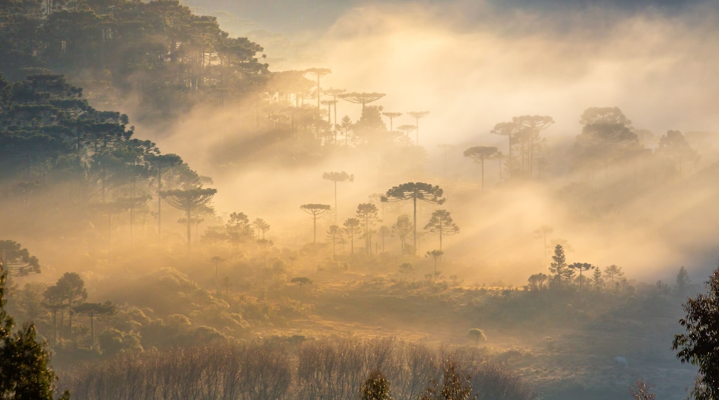 A misty forest landscape with tall trees and a foggy atmosphere.