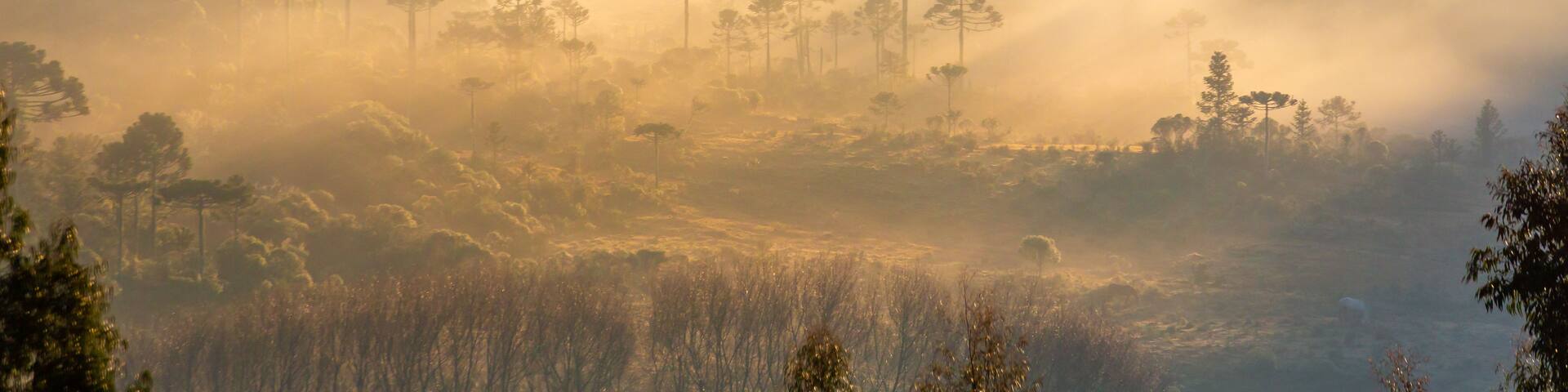 A misty forest landscape with tall trees and a foggy atmosphere.