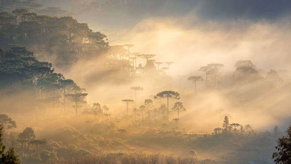 A misty forest landscape with tall trees and a foggy atmosphere.