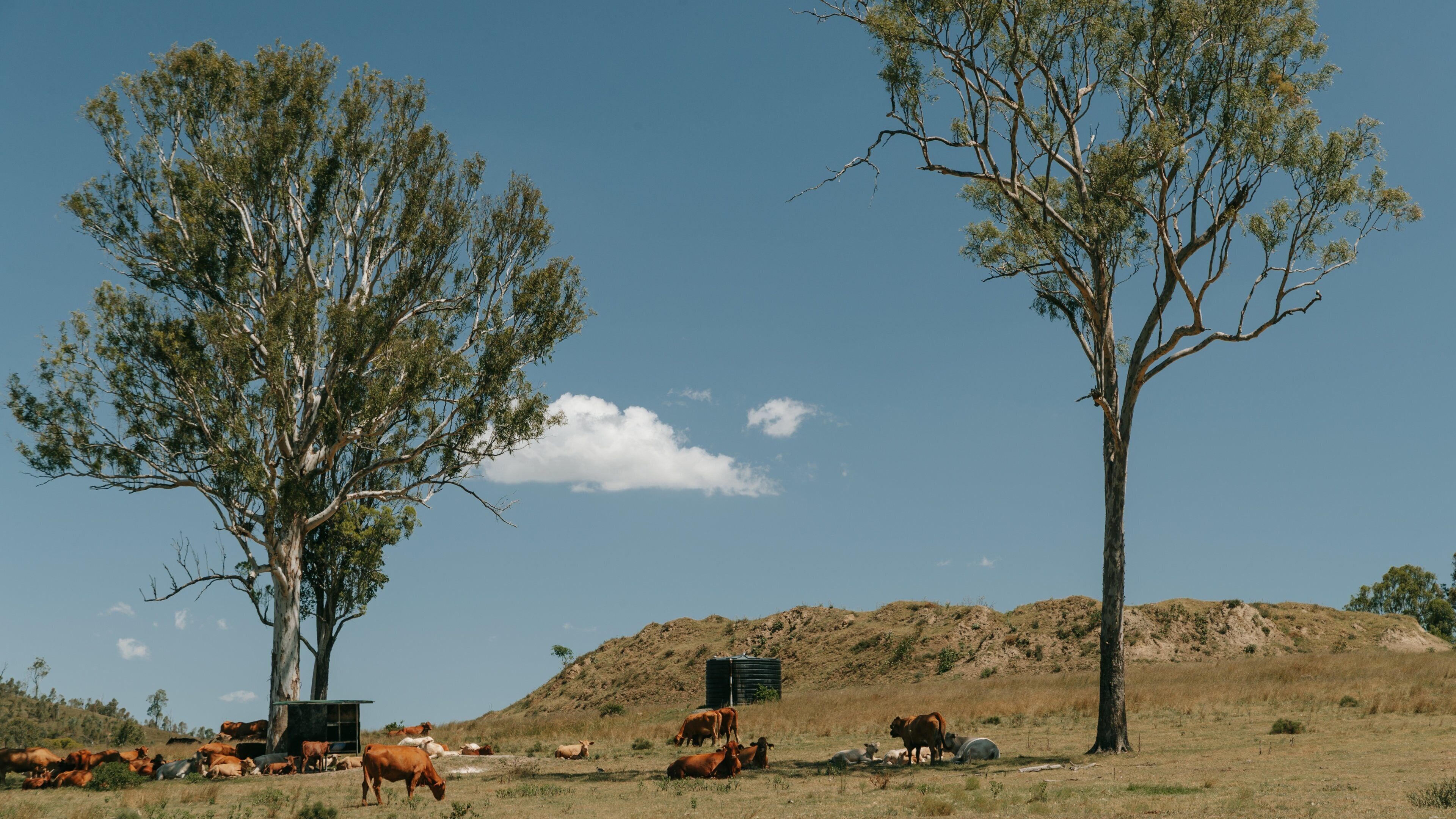 Toogoolawah featuring land animals and farmland