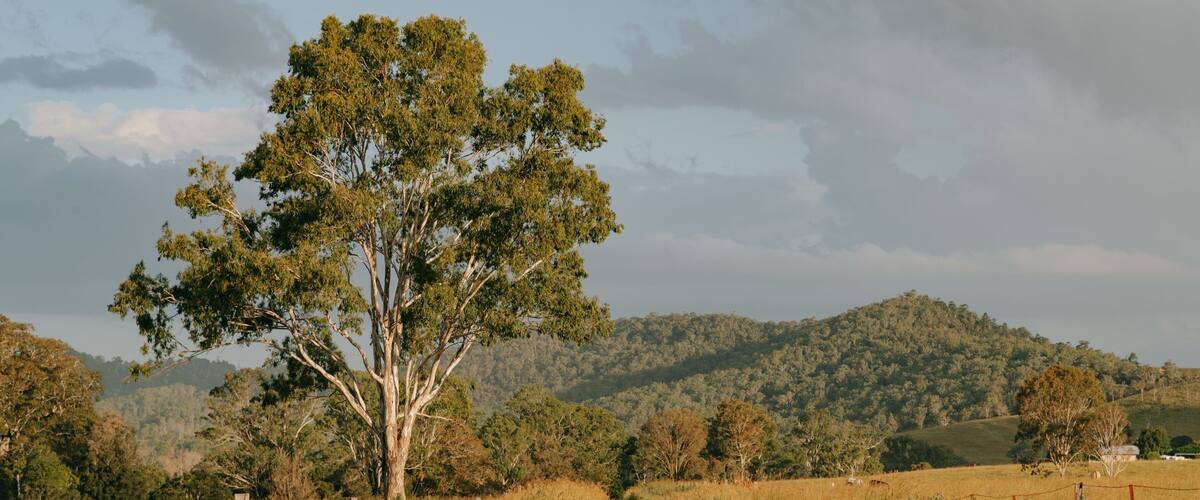 A dirt path leading through a grassy field with a large tree on the left and hills in the background.