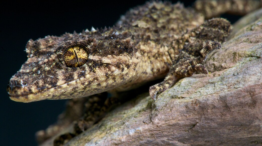 ไวเบอร์บา