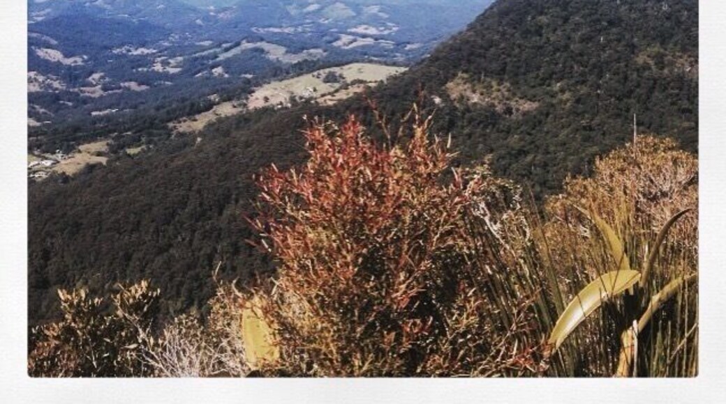 The Araucaria Lookout track is a 17.8km hike in the Lamington National Park, departing from Binna Burra. #hiking