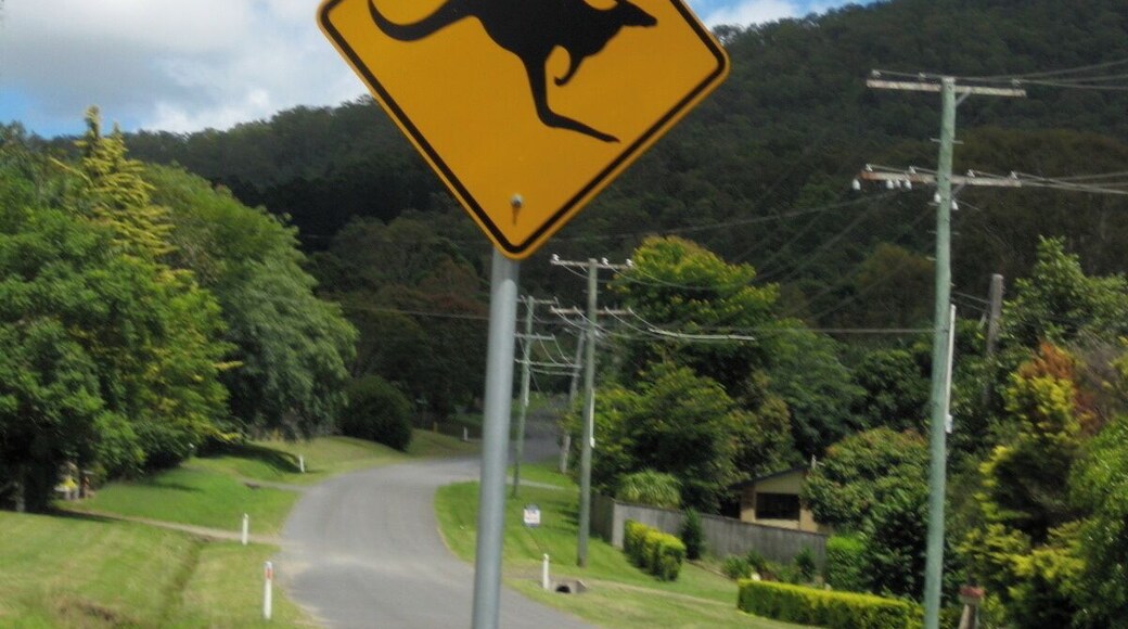 Kangaroos!