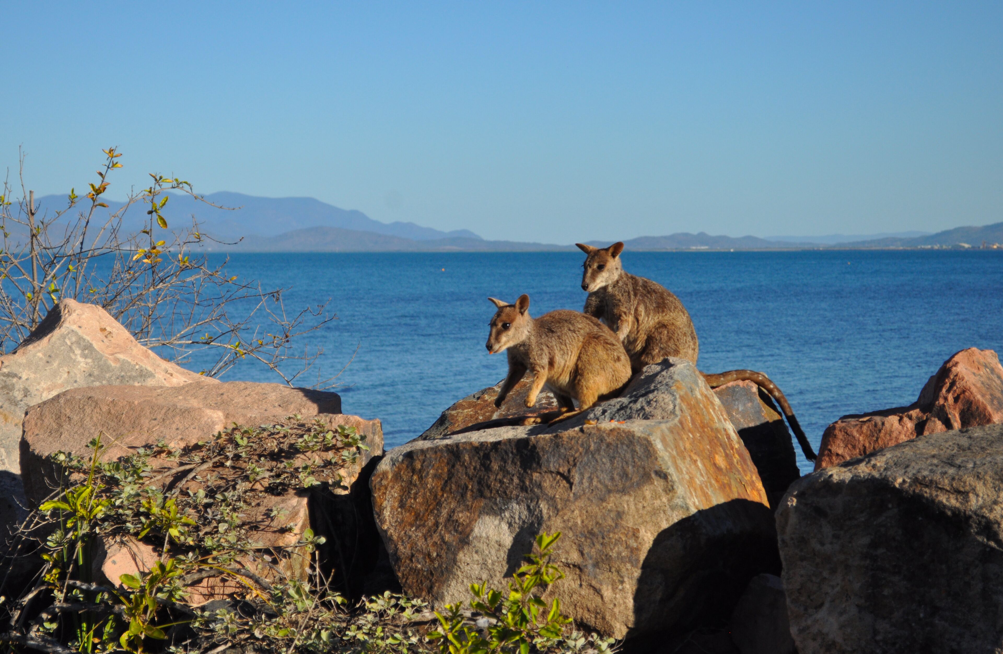 Allied Rock Wallaby, Petrogale assimilis.  Wallabies on the breakwater at Nelly Bay, Magnetic Island, Queensland, Australia. 