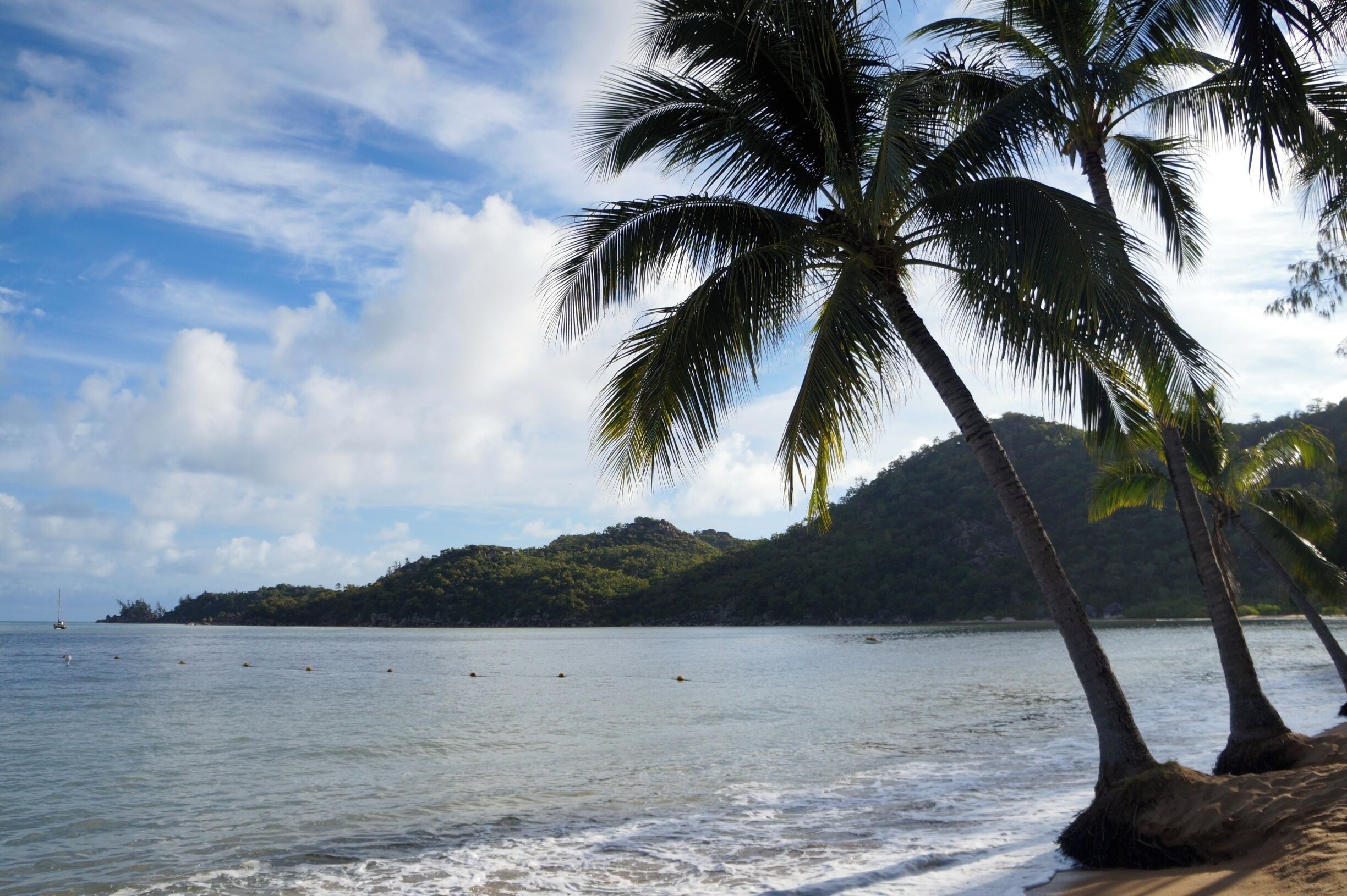 A beach with palm trees, calm water, and a hilly landscape in the background.
