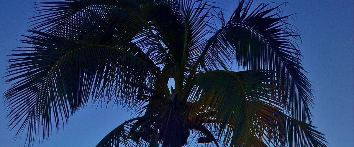 A palm tree silhouetted against a sunset over a calm sea.