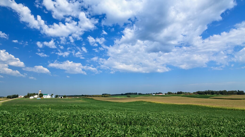 Soybean and corn fields in central Minnesota, Richmond, Minnesota, United States of America