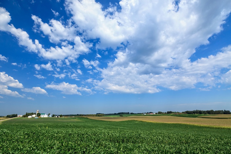 Soybean and corn fields in central Minnesota, Richmond, Minnesota, United States of America