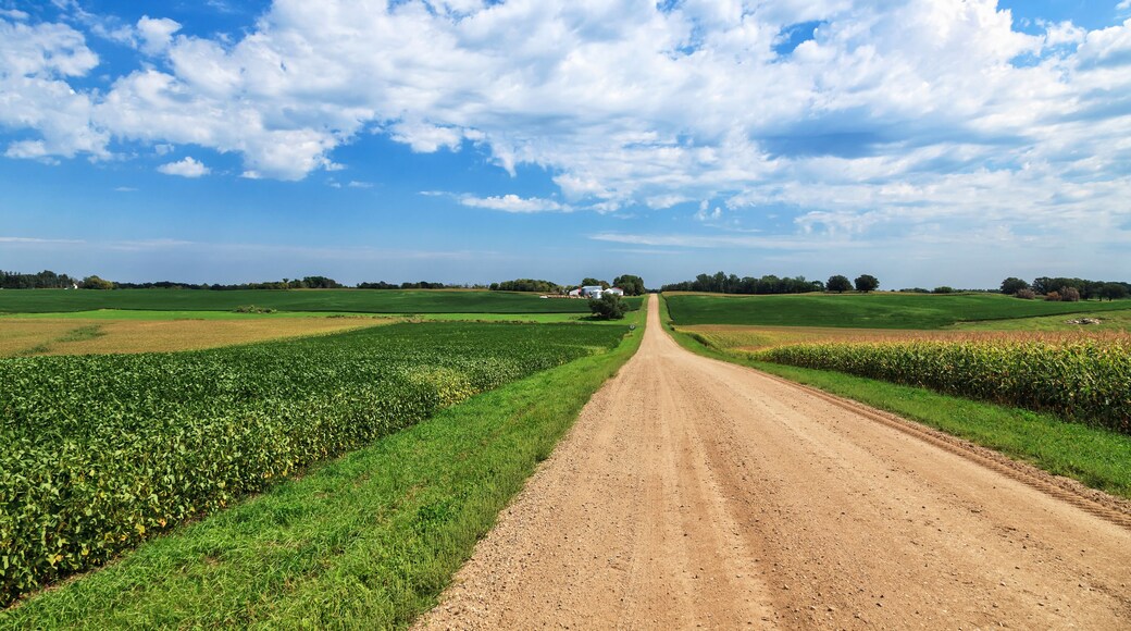 Dirt county road through soybean and corn crops, Richmond, Minnesota, United States of America