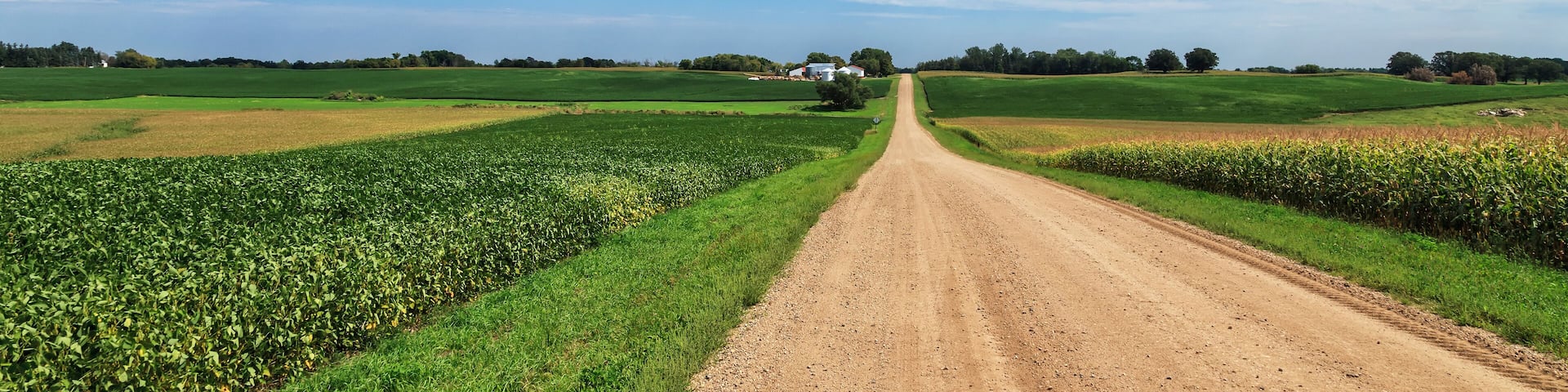 Dirt county road through soybean and corn crops, Richmond, Minnesota, United States of America