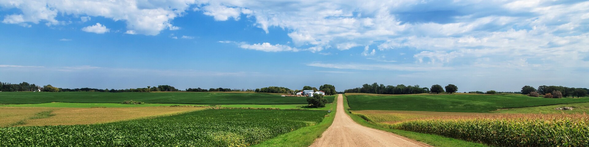 Dirt county road through soybean and corn crops, Richmond, Minnesota, United States of America