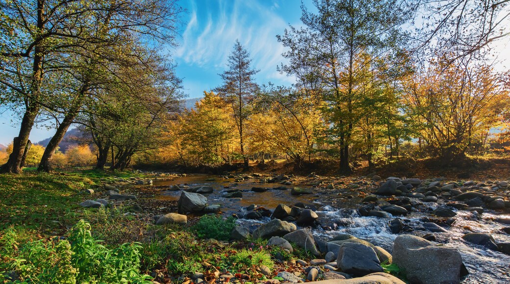 autumnal landscape with water stream through forested valley. trees in fall colors in warm morning light. stones on the grassy shore and in the brook. wide and low angle view