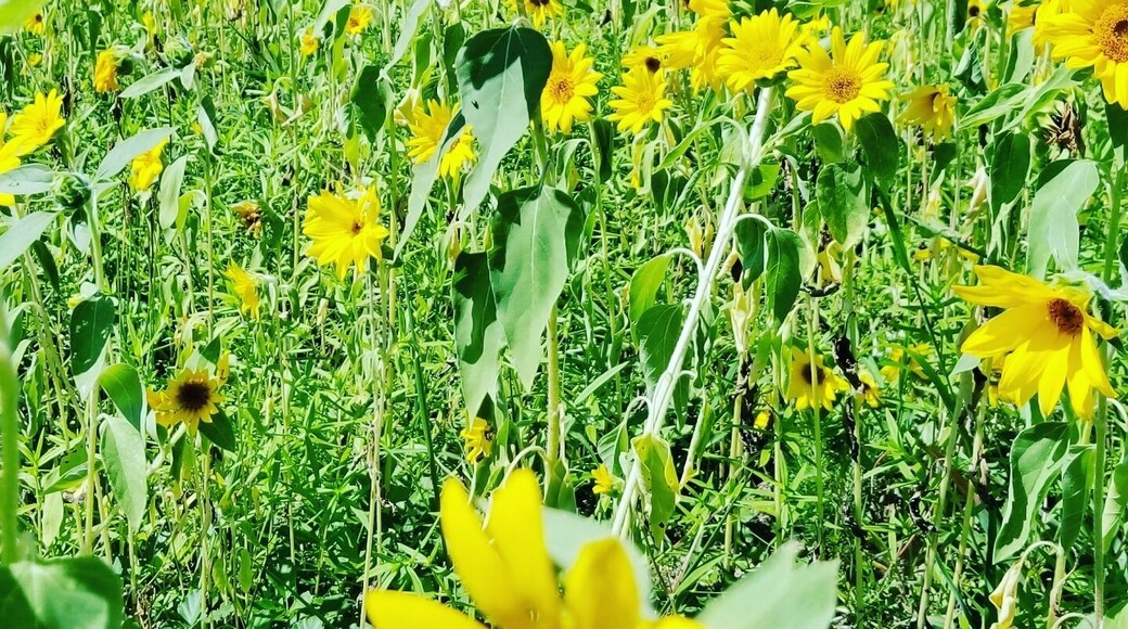 It's free to enter and you can pick as. Much sunflowers u want.. 🌻🌻🌻