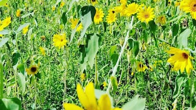 It's free to enter and you can pick as. Much sunflowers u want.. 🌻🌻🌻